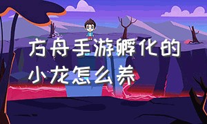 方舟手游孵化的小龙怎么养