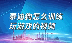 泰迪狗怎么训练玩游戏的视频