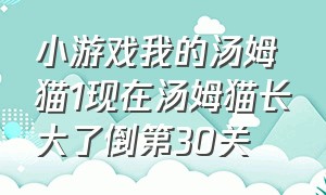 小游戏我的汤姆猫1现在汤姆猫长大了倒第30关（我的汤姆猫能活到多少岁）